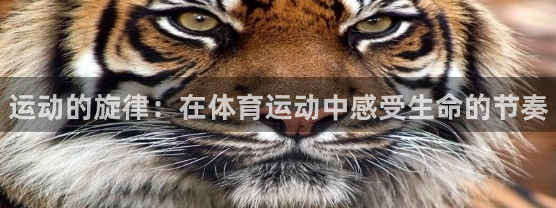 一竞技官方集团官网：运动的旋律：在体育运动中感受生命的节奏