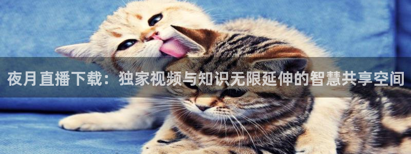 24看球网直播吧：夜月直播下载：独家视频与知识无限延伸的智慧共享空间